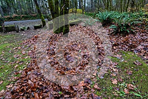 Wet pile of autumn leaves piled together with tree trunks