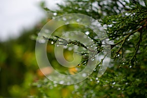 Wet pine leaves. Close-up of raindrops on a pine branch.