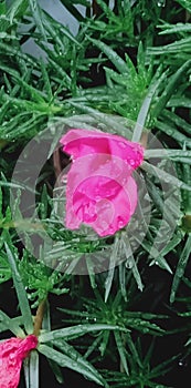  wet pink flower 