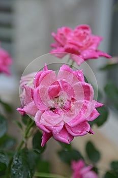 Wet Pink flower