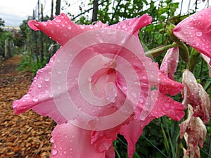 Wet Pink Flower After the Rain