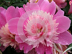 Wet Pink Flower in Spring