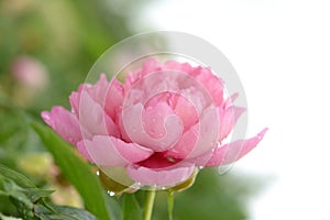 Wet pink Peony