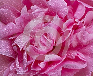wet pink peony with a drops of water , petals close-up, background of pink flower petals top view