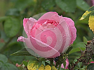Wet pink rose