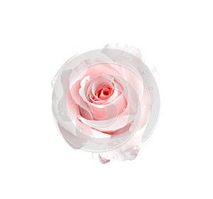 Wet pink rose blossom with water dropds top view close up isolated on white background , clipping path