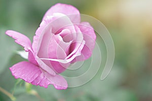 Wet Pink Rose Flower Closeup