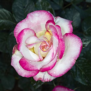 Wet pink and white rose closeup