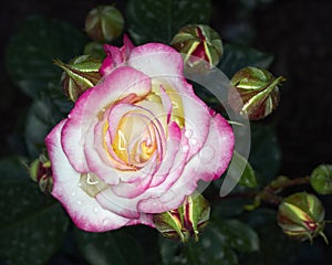 Wet pink and white rose closeup