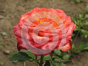 Wet pink-yellow rose