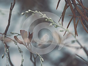Wet plant branches in winter forest - retro vintage effect