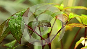 Wet Plant Foliage In The Rain Nature Environment