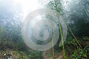 wet plants in mist rainforest in area of Dazhai