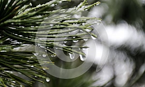 Wet plants, snow and blurred background