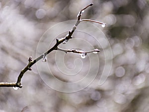 Wet plants, snow and blurred background