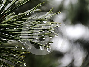 Wet plants, snow and blurred background