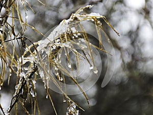 Wet plants, snow and blurred background