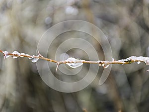 Wet plants, snow and blurred background