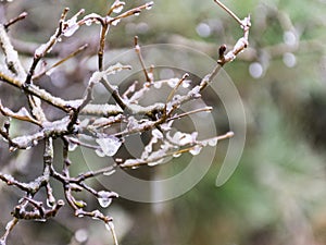 Wet plants, snow and blurred background
