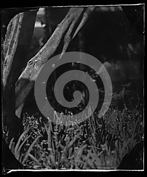 wet plate collodion vintage image of hisotrical process of photography texture