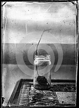 wet plate collodion vintage image of hisotrical process of photography texture