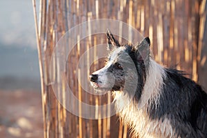 Wet from play, a Border Collie dog looks on beside a bamboo fence at the beach