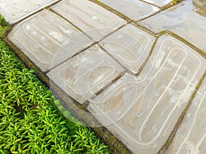 Wet plowed paddy field ready to be cultivate. Farmer plough and levelling soil also helps water distribution in paddy.