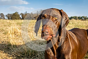 Wet Pointer dog questionmark expression