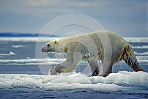Wet polar bear running on ice floe
