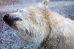 Wet polar bear shaking - water drops