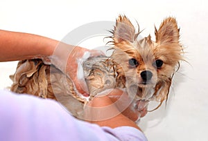 Wet Pomeranian spitz dog on a Woman hands