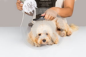 Wet poodle dog fur being blown dry and groom after shower at salon