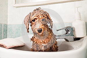 Wet poodle puppy taking bath in basin