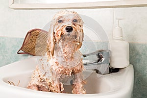 Wet poodle puppy taking bath in basin