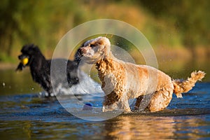 Wet poodle shaking the fur