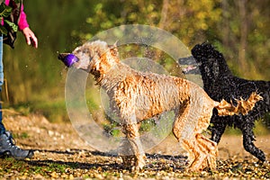 Wet poodle shaking the fur