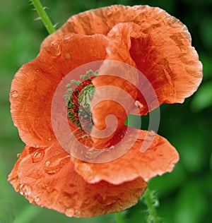 Wet poppy