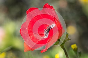 Wet Poppy