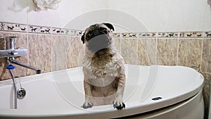 Wet Pug barks in the bathroom, washing dog