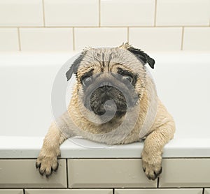 Wet pug in the bathroom