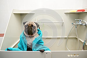 Wet pug with a towel on his body in the grooming bathroom