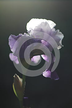 Wet purple iris flower with rain drops during the day in the rain, iris flower at sunset after rain.