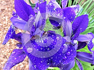 Wet Purple Iris Flower in the Rain in May in Spring