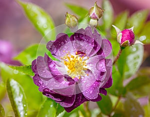 Wet purple rambler rose blossom