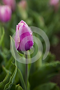 Wet Purple Tulip after raim
