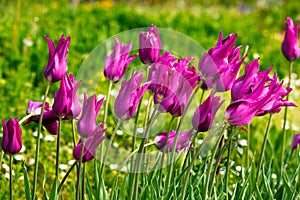 Wet purple tulips