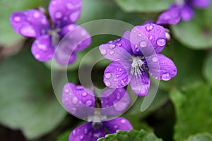 Wet Purple Violets photo