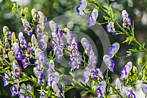The wet purple and white aconite flowers or Aconitum napellus with two yellow bees on a green blurred background