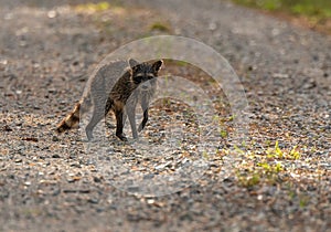 A Wet Raccoon Walking Along a Forest Trail