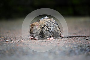 A wet rat on the ground after a rainy night